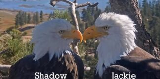 Identificando as estrelas de Big Bear: um guia para Jackie e Shadow