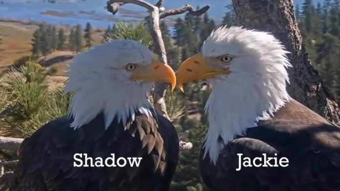 2fb5c75f-4bb4-4d60-9b18-3526ceabdedc