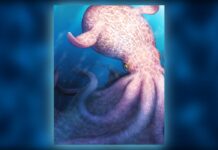 Крейдяний «Кракен»: гігантські та розумні восьминоги, які змагалися з морськими рептиліями