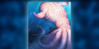 Меловой «Кракен»: гигантские и разумные осьминоги, соперничавшие с морскими рептилиями