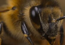 James Cameron’s Unexpected Obsession: The Complex World of Bees