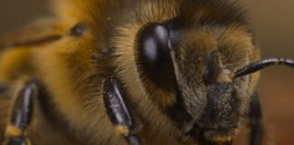 James Cameron’s Unexpected Obsession: The Complex World of Bees