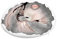 Сенсаційне відкриття: викопні останки підтверджують, що предки ссавців відкладали яйця