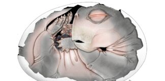 Une découverte fossile confirme que les premiers ancêtres des mammifères ont pondu des œufs