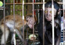 Невидимая сеть: как глобальная торговля дикими животными ускоряет риск пандемий