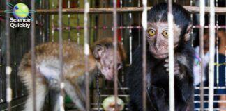 The Invisible Network: How the Global Wildlife Trade Accelerates Pandemic Risk