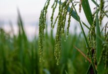 Слухаючи бурю: як звуки дощу прискорюють зростання рослин