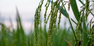 Poslech bouře: jak zvuky deště urychlují růst rostlin