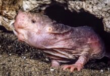 По той бік битви: як голі землекопи здійснюють мирну передачу влади