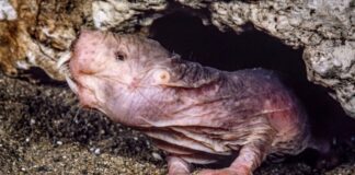 Oltre la battaglia: come le talpe nude raggiungono transizioni pacifiche di potere