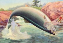 «Під кайфом»: як фармацевтичне забруднення змінює поведінку диких тварин