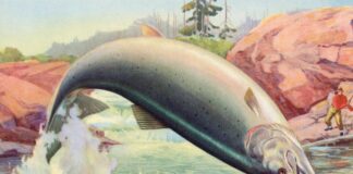 „Wysoki”: Jak zanieczyszczenia farmaceutyczne zmieniają zachowanie dzikich zwierząt