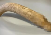 Давньоримський кістяний фалос виявлено в архіві голландського музею