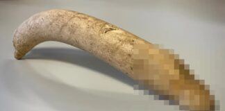 Ancient Roman Bone Penis Unearthed in Dutch Museum Archive