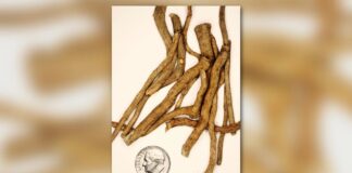 O debate sobre a ibogaína: tratamento inovador ou risco médico?