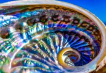 От римской роскоши к «зеленым» технологиям: как раковины моллюсков совершают революцию в материаловедении