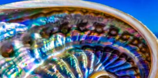 От римской роскоши к «зеленым» технологиям: как раковины моллюсков совершают революцию в материаловедении