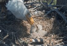 Нове життя в Біг-Бір: Джекі та Шедоу вітають дует орлят 2026 року