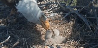 Kehidupan Baru di Big Bear: Jackie dan Shadow Menyambut 2026 Eaglet Duo