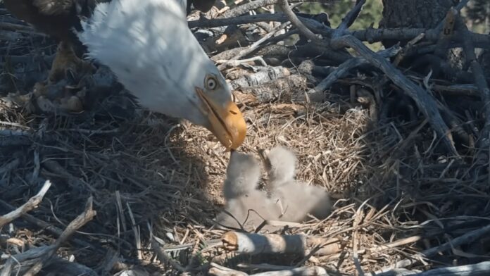 c42c3987-4dbb-4ecd-aa22-d95036843818