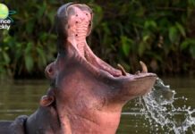 Здоровье, природа и наследие «кокаиновых бегемотов»: дайджест научных новостей