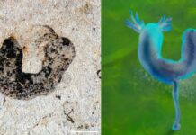 Cronologia della sfida dei fossili antichi dell’evoluzione animale complessa