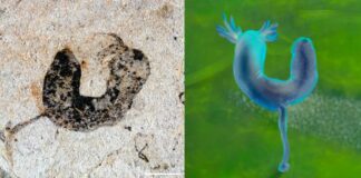 Древние окаменелости бросают вызов временным рамкам эволюции сложных животных