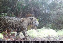 У Гондурасі вперше за десятиліття помітили рідкісного «хмарного ягуара»