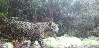 Po raz pierwszy od dziesięciu lat w Hondurasie zauważono rzadkiego „chmurnego jaguara”.