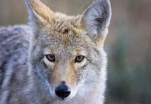 De Alcatraz Coyote: een zwemtocht van twee mijl die de lokale natuurgeschiedenis herschreef