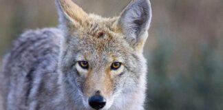The Alcatraz Coyote: A Two-Mile Swim That Rewrote Local Wildlife History
