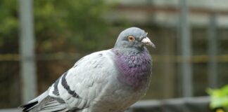 Pigeon livers as compasses? Scientists aren’t buying it yet
