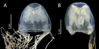 La guêpe de mer avec un nom d’avertissement