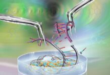 Более безопасная версия CRISPR: переключение режимов, а не редактирование кода