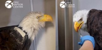 Jackie the Bald Eagle: Update on Critical Condition and Big Bear Nesting Drama