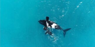 Pourquoi les baleines franches australes se retournent : une nouvelle théorie sur les habitudes de repos des baleines