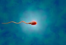 Primeiro transplante de tecido testicular humano bem-sucedido restaura a produção de esperma