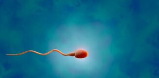 Primeiro transplante de tecido testicular humano bem-sucedido restaura a produção de esperma