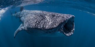 Il gigante dell’oceano è appena apparso di nuovo in Florida
