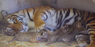 Três filhotes de tigre de Bengala chegam ao Kansas