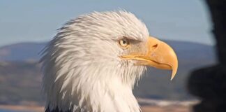 Jackie the Bald Eagle’s Anemia Deepens: Updates on Shadow’s Mate