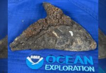 Why Megalodon Teeth Are the Key to Mapping Ancient Ocean Currents