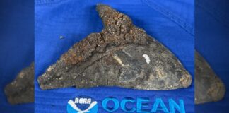 Waarom Megalodon-tanden de sleutel zijn tot het in kaart brengen van oude oceaanstromingen